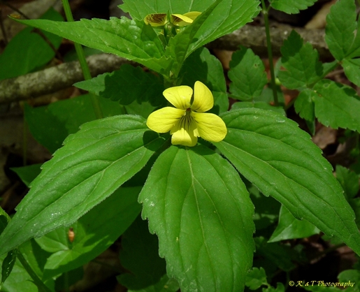 {Viola tripartita}